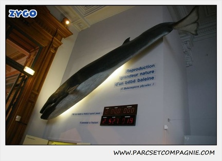 Musee Oceanographique - Monaco 027
