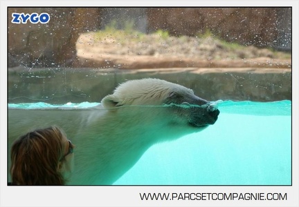 Flocke et Rasputin - Ours Polaires - 003