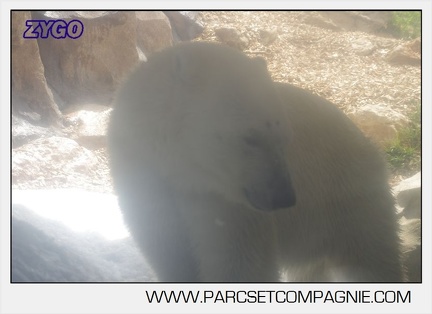 Flocke et Rasputin - Ours Polaires - 007