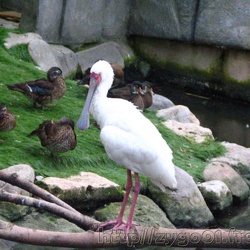 Ile Magique Aux Oiseaux - 2004