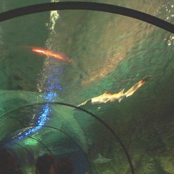 Marineland - Requins - le tunnel