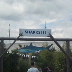 Marineland - Requins - pancartes