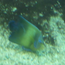 Marineland - Dauphins - aquarium