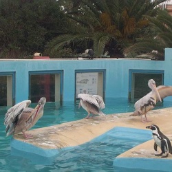 Marineland - Dauphins - pelicans