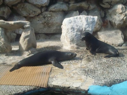 marineland 2003 0033