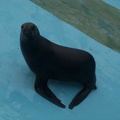 marineland 2003 0047