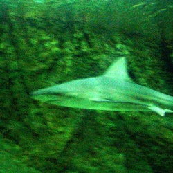 Marineland - tunnel requins