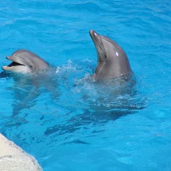 Marineland - dauphins