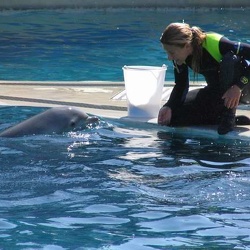 Marineland - dauphins Kaly