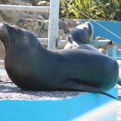 Marineland - otaries californies