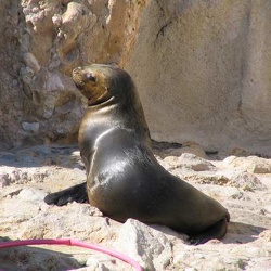 Marineland - otaries crinieres