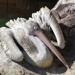 Marineland - pelicans