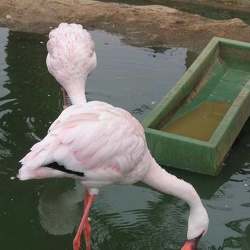 Marineland - flamants roses