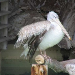 Marineland - pelicans