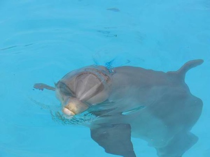 marineland 2004 0842