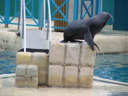 marineland 2004 0821