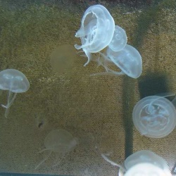 Marineland - meduses