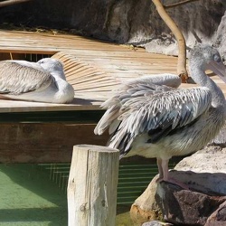 Marineland - pelicans