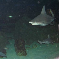Marineland - requins