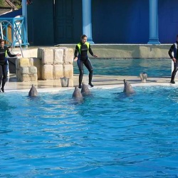 Marineland - show dauphins