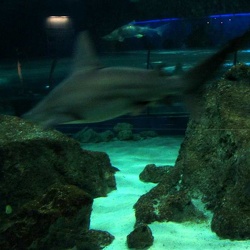 Marineland - requins