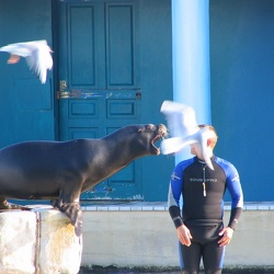 009 Marineland - 23 decembre 2004