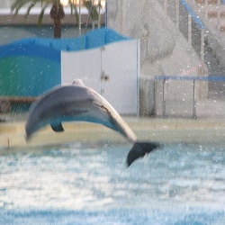 Marineland - show dauphins 16h15