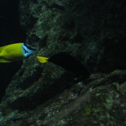 aquariums
