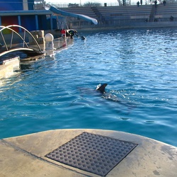 Marineland - dauphins - Spectacle