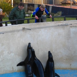 Marineland - otaries californie - Nourrissage