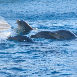 04 - Marineland - 13 Fevrier 2005