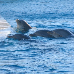 Marineland - Dauphins