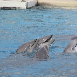 Marineland - Dauphins