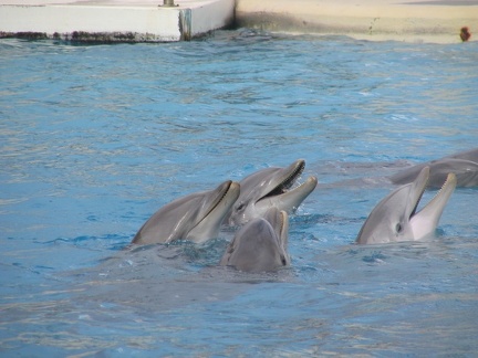 marineland 2005 1703