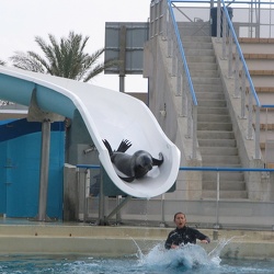 Marineland - Otaries - deborah anna repetition