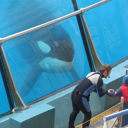 Marineland - Orques - Spectacle