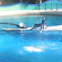 Marineland - Dauphins - Spectacle
