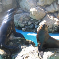 Marineland - Otaries