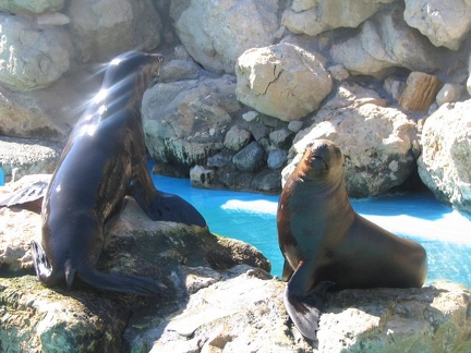 marineland 2005 1215