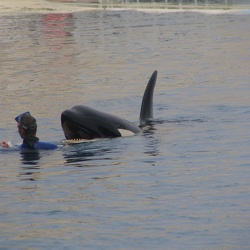 Marineland - Orques - Spectacle