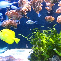 Marineland - Les aquariums