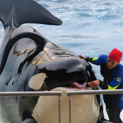 Marineland - Orques - Aventures pirates et des orques