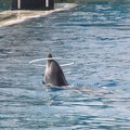 marineland_2005_2353.JPG