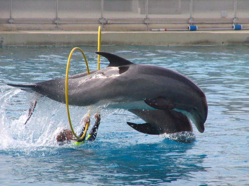 marineland 2005 2354