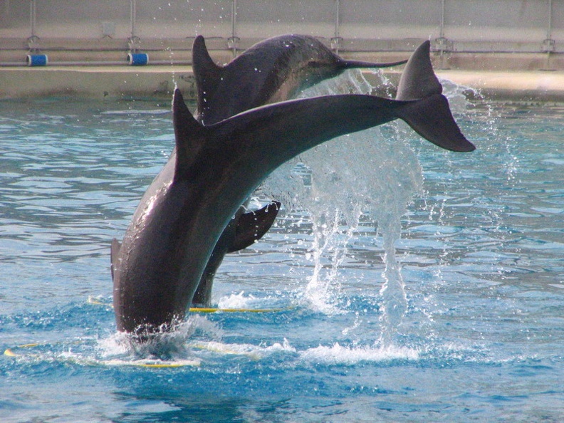 marineland 2005 2355