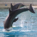 marineland 2005 2355