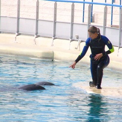 Marineland - Dauphins