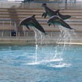 marineland 2005 2358