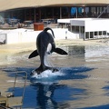 marineland_2005_2335.JPG