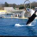 marineland_2005_2336.JPG